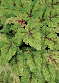 Tiarella 'Mystic Mist'